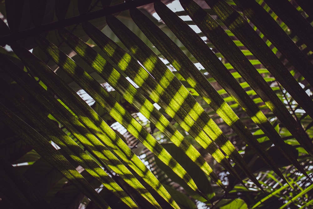 a close up of a green leafy plant