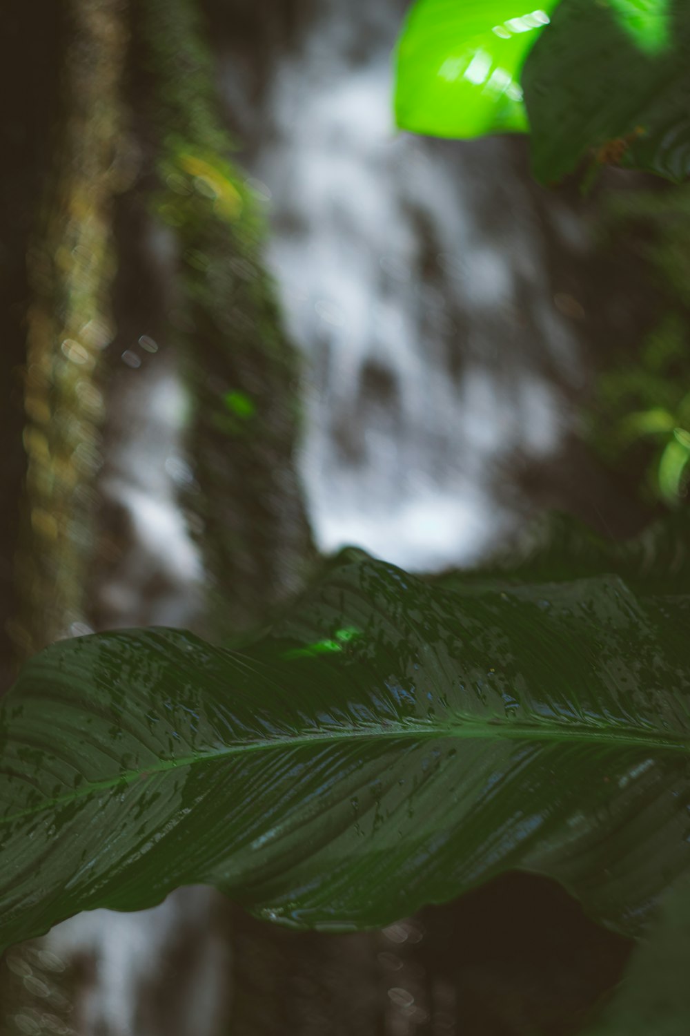 a close up of a leaf with a waterfall in the background