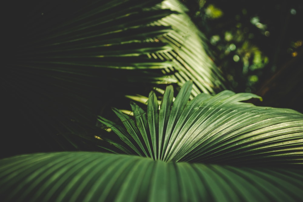 a close up of a green leafy plant