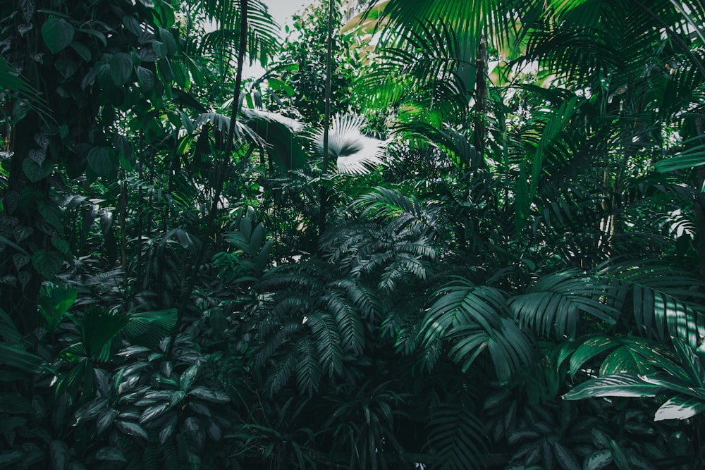 a lush green forest filled with lots of trees