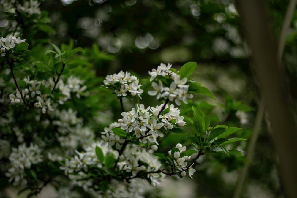 a close up of a tree with white flowers