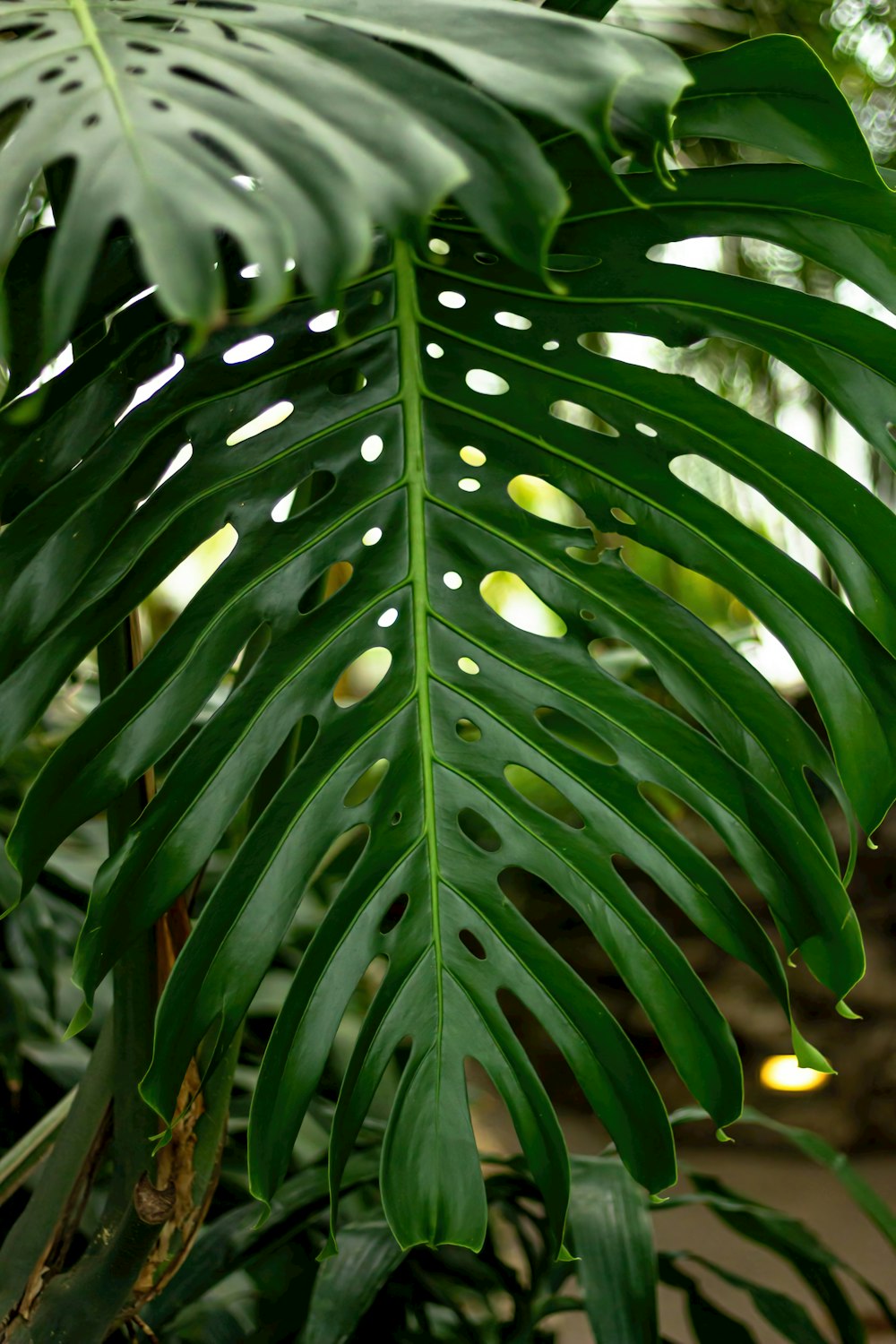 Un primer plano de una gran hoja verde