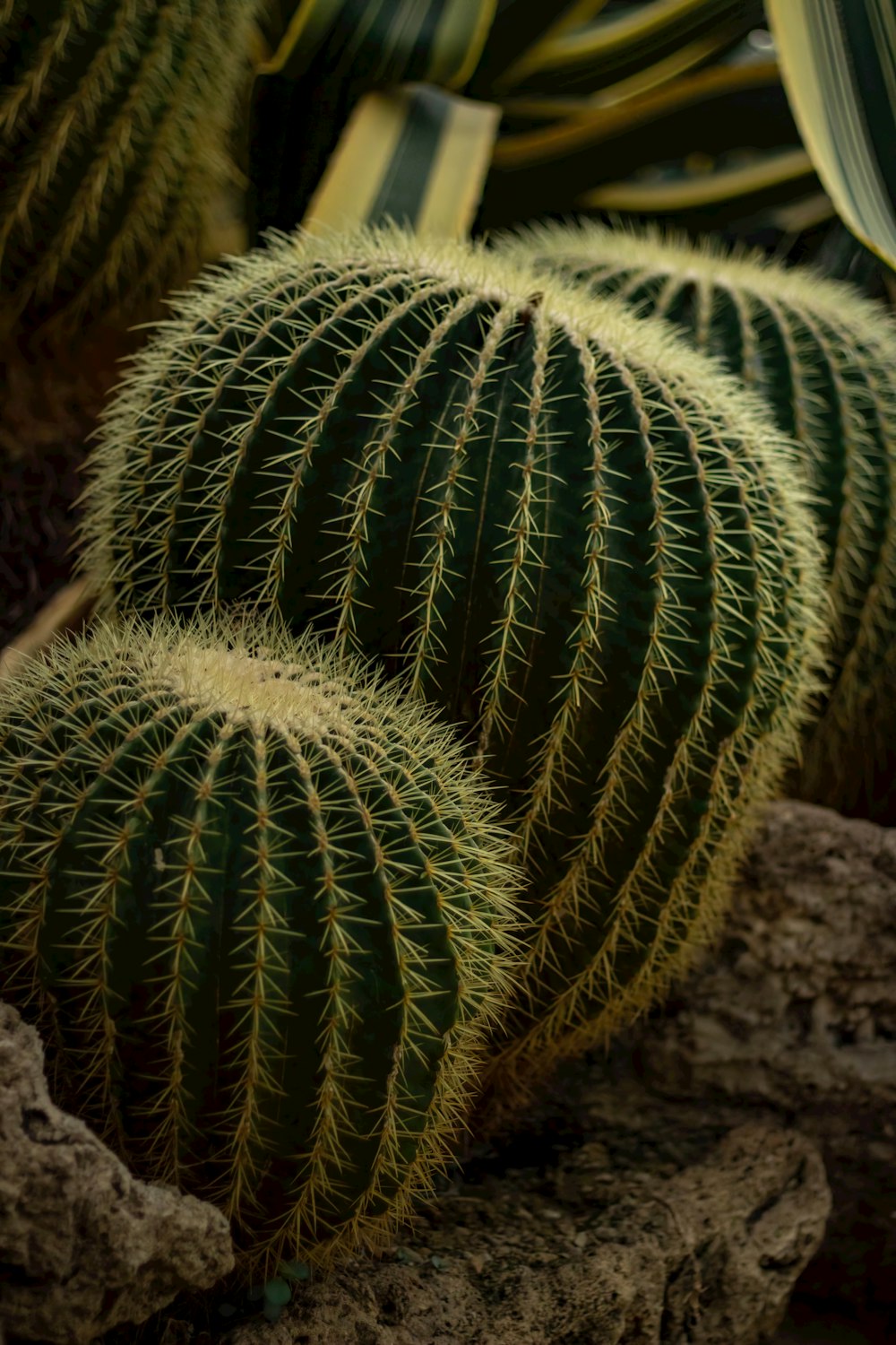 a close up of a cactus plant near rocks