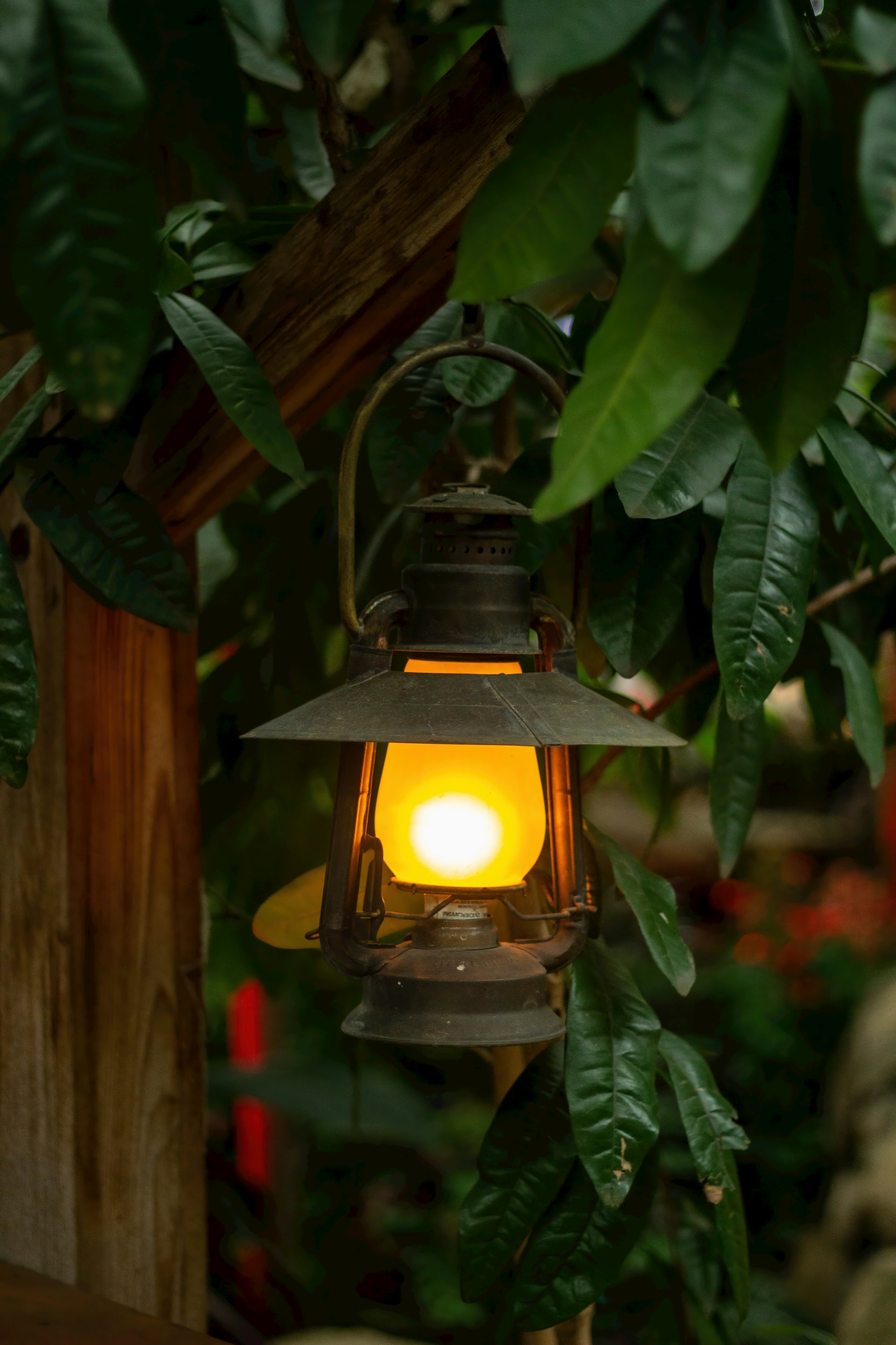 a lantern hanging from a tree in a garden