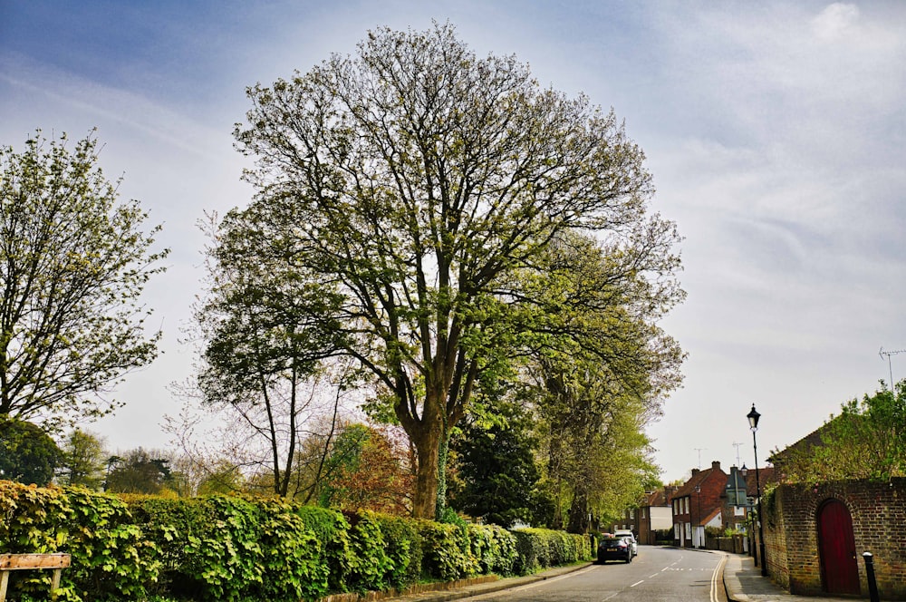 a car driving down a street next to a tall tree