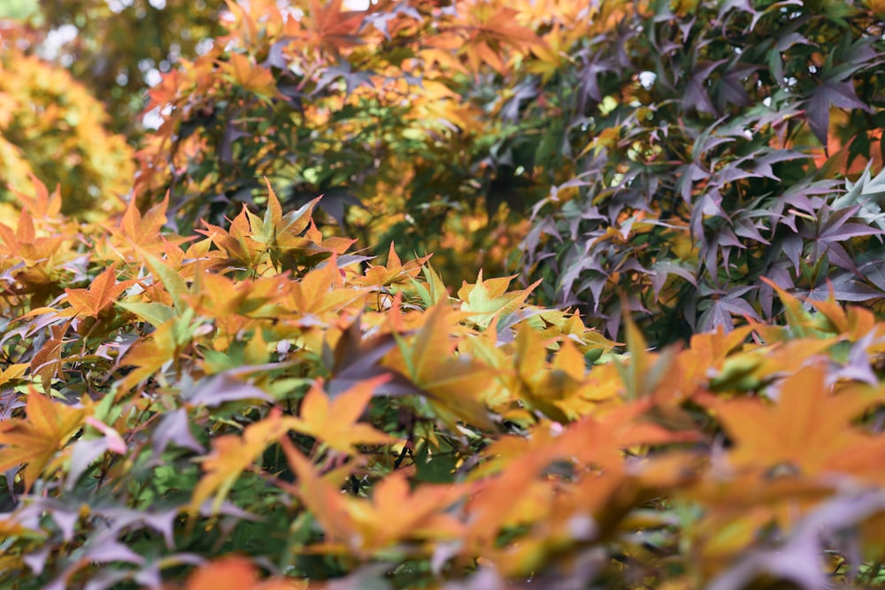 a bush with lots of green and orange leaves