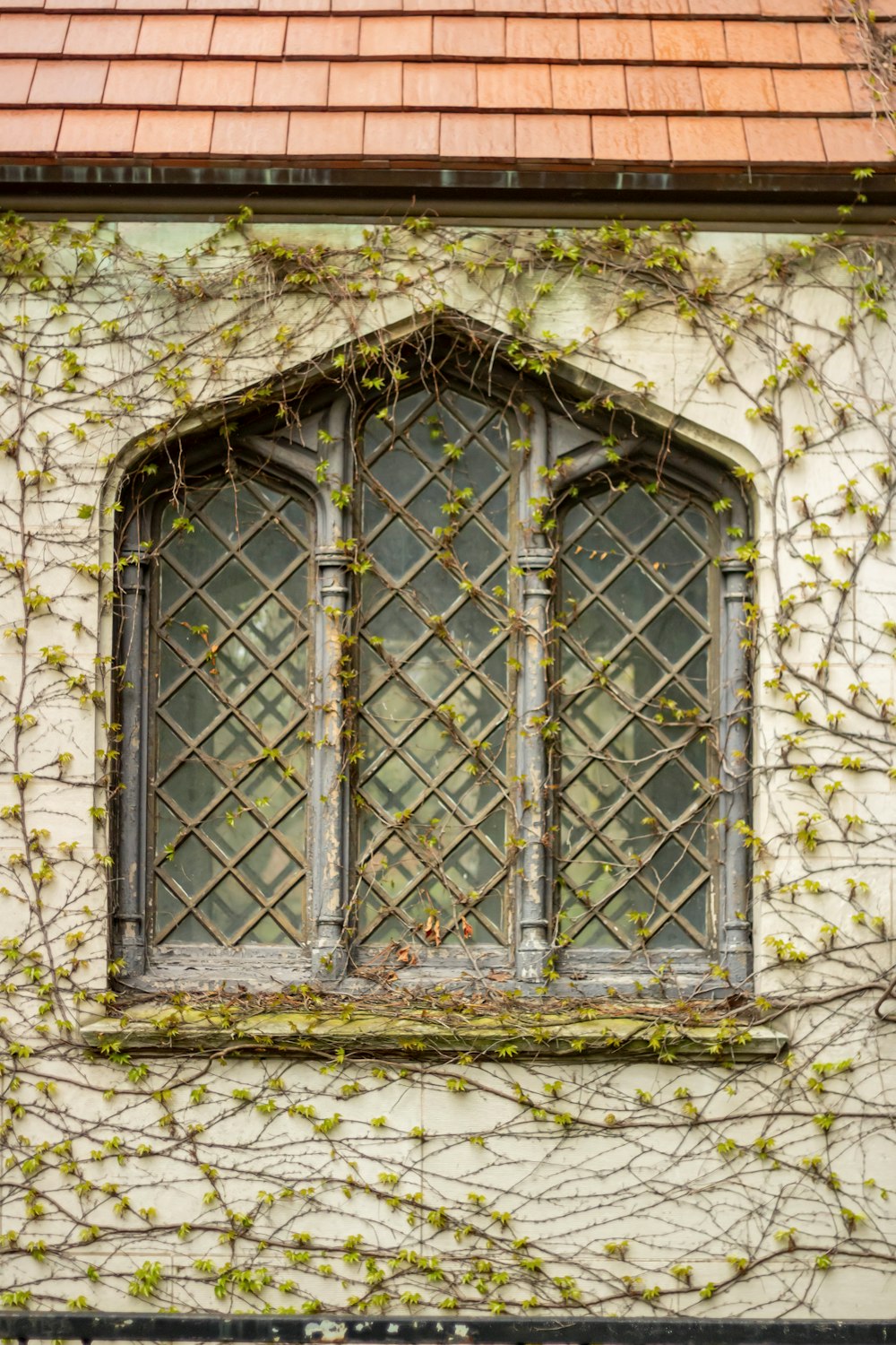a window with vines growing on the side of it