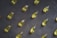 A collection of yellow capsules neatly arranged on a dark, textured surface. Each capsule is oblong and translucent, containing an oily liquid.