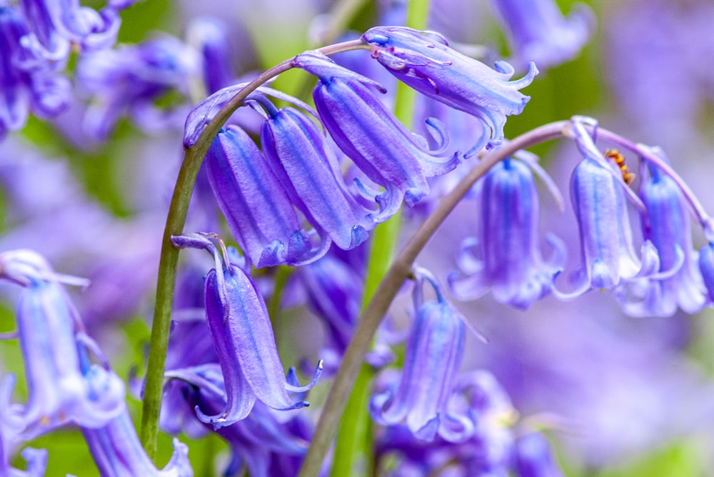 a bunch of purple flowers that are in the grass