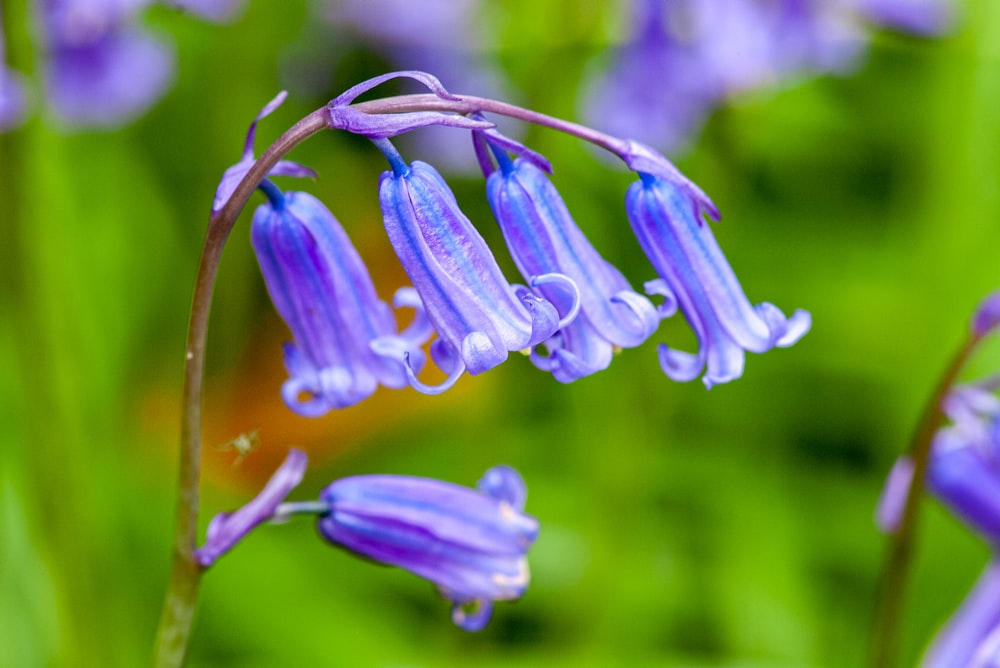 a bunch of purple flowers that are in the grass