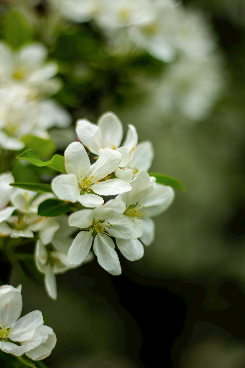 a bunch of white flowers with green leaves