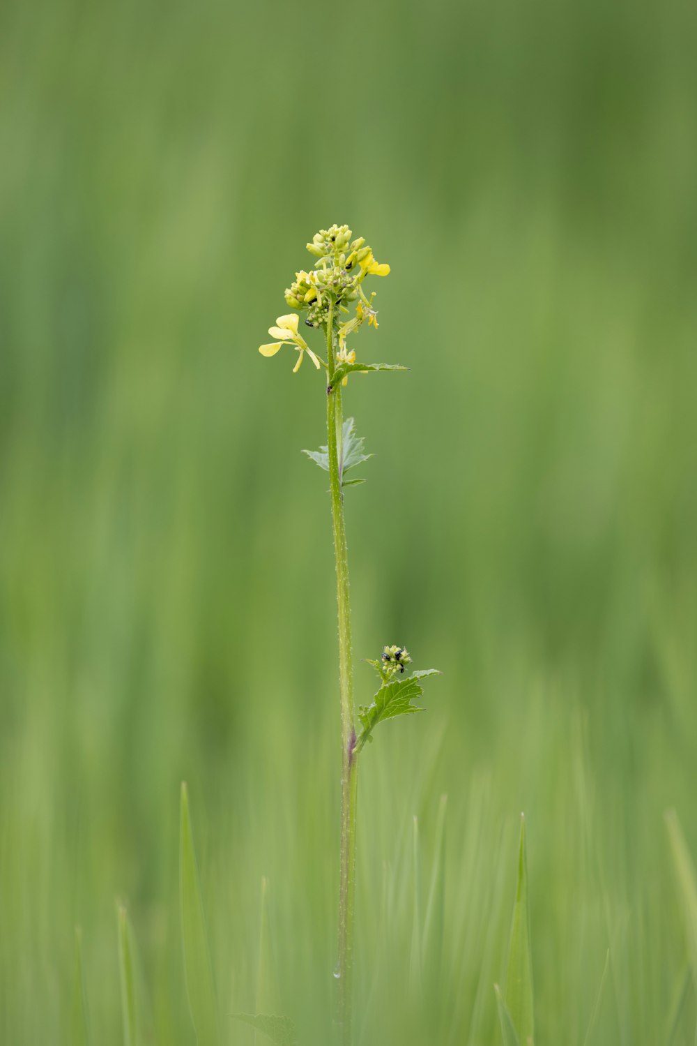 a small yellow flower in a grassy field