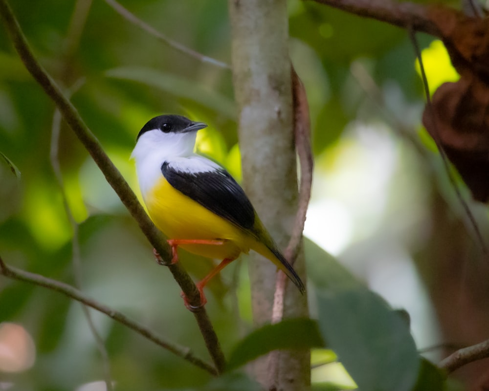 a small yellow and black bird perched on a tree branch