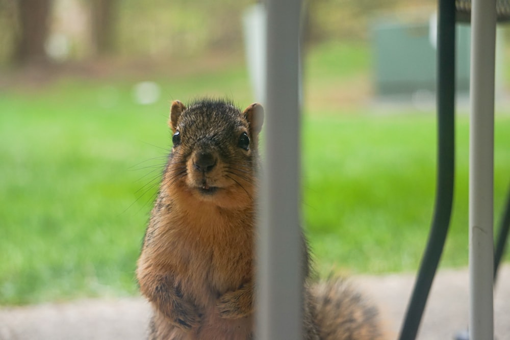 a squirrel sitting on the ground looking at the camera