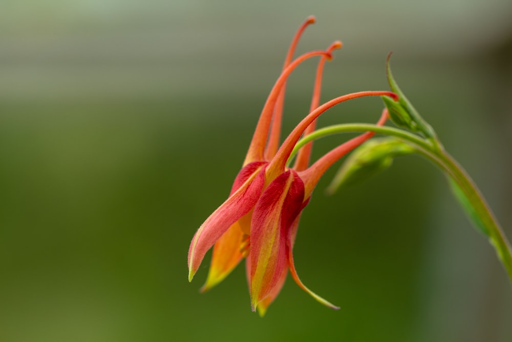 a close up of a flower with a blurry background