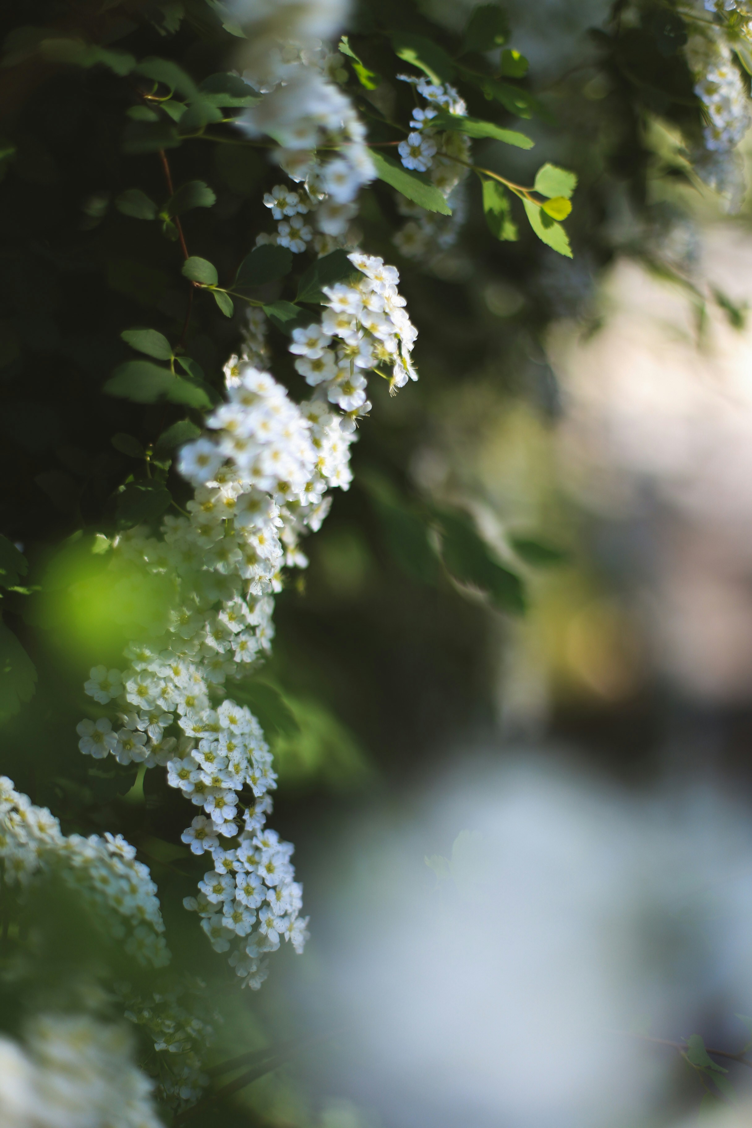 Photo by jessicalfadel