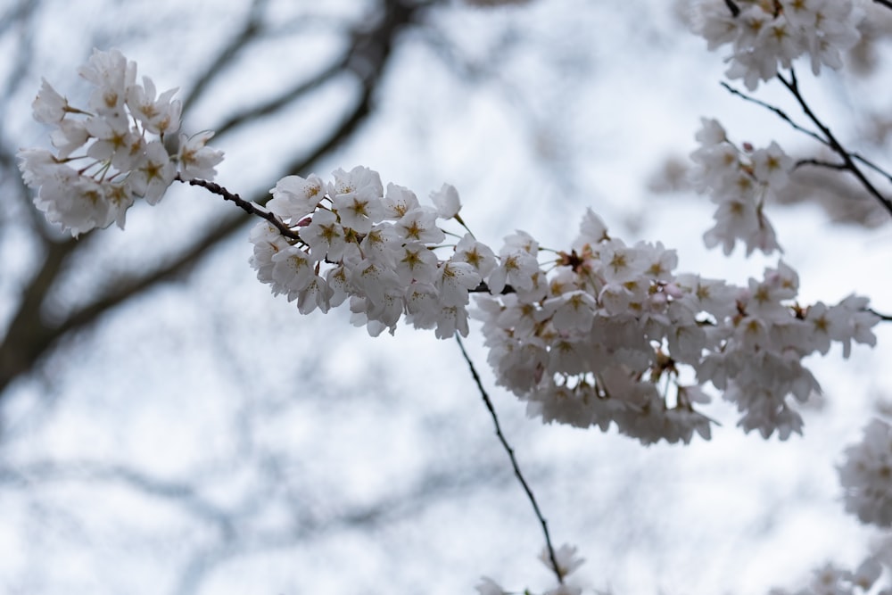 a branch of a tree with white flowers