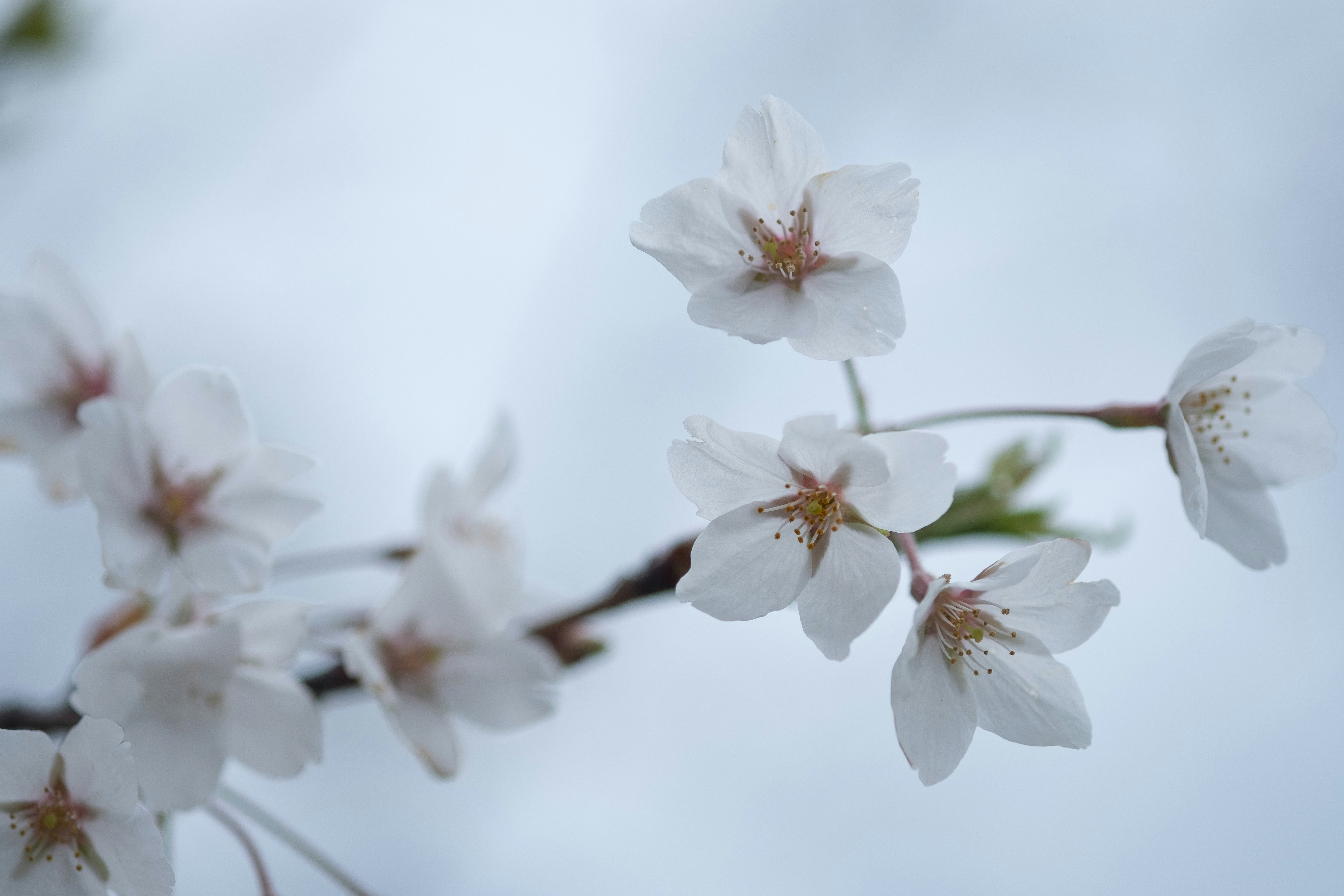 Photo by correliebre