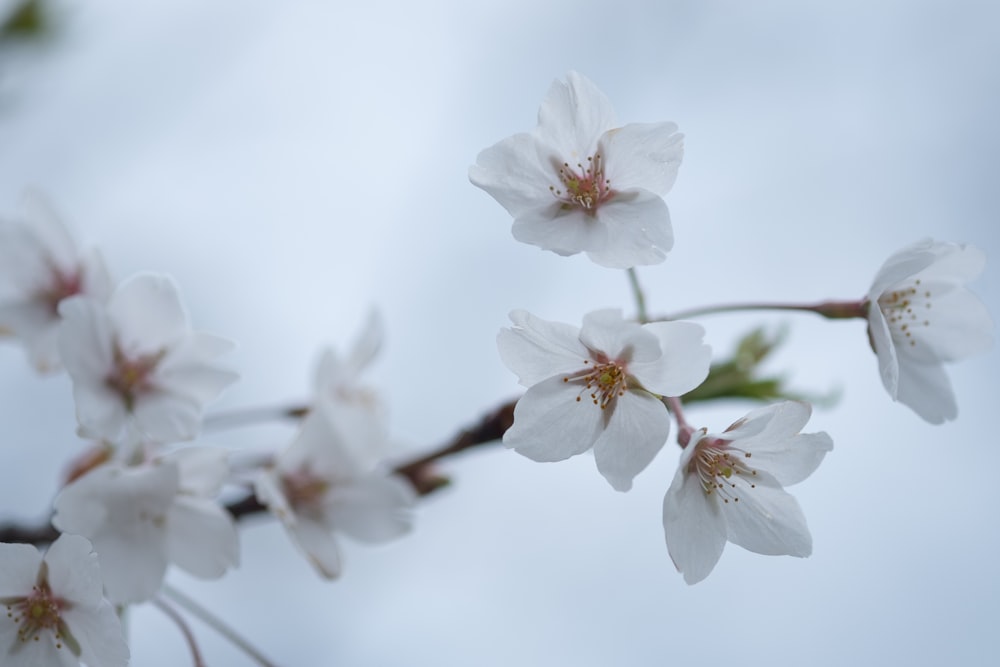 a branch of a tree with white flowers