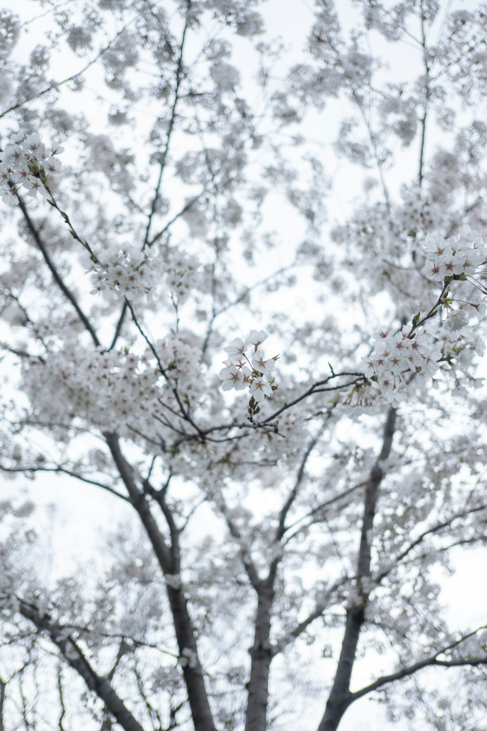 a tree with lots of white flowers on it