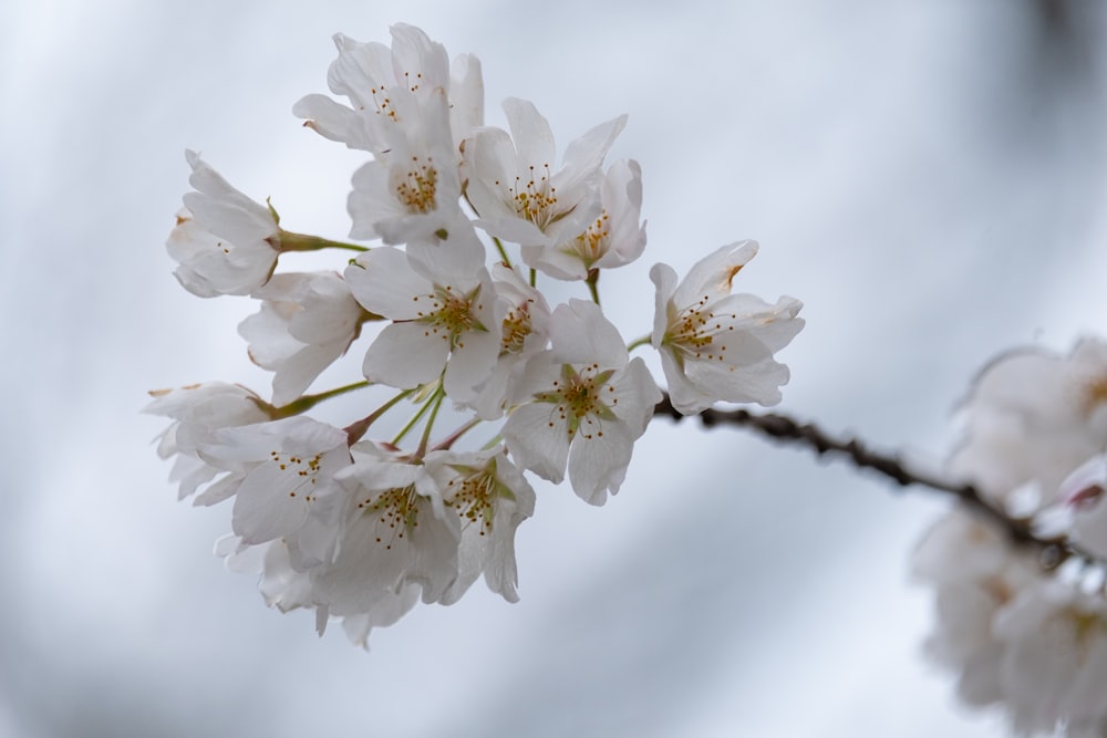 a branch of a tree with white flowers