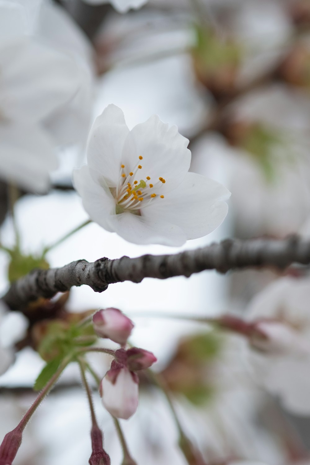 a close up of a flower on a tree