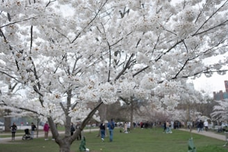 The film crew setting up lighting amidst a serene outdoor cherry blossom park.
