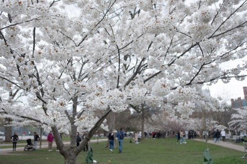 The film crew setting up lighting amidst a serene outdoor cherry blossom park.