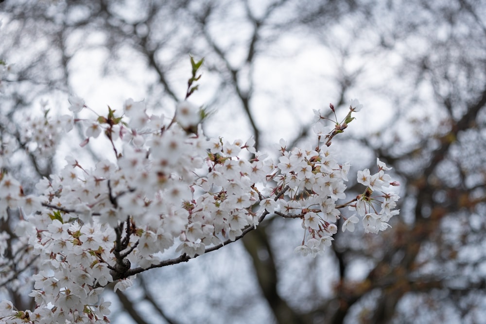 a branch of a tree with white flowers