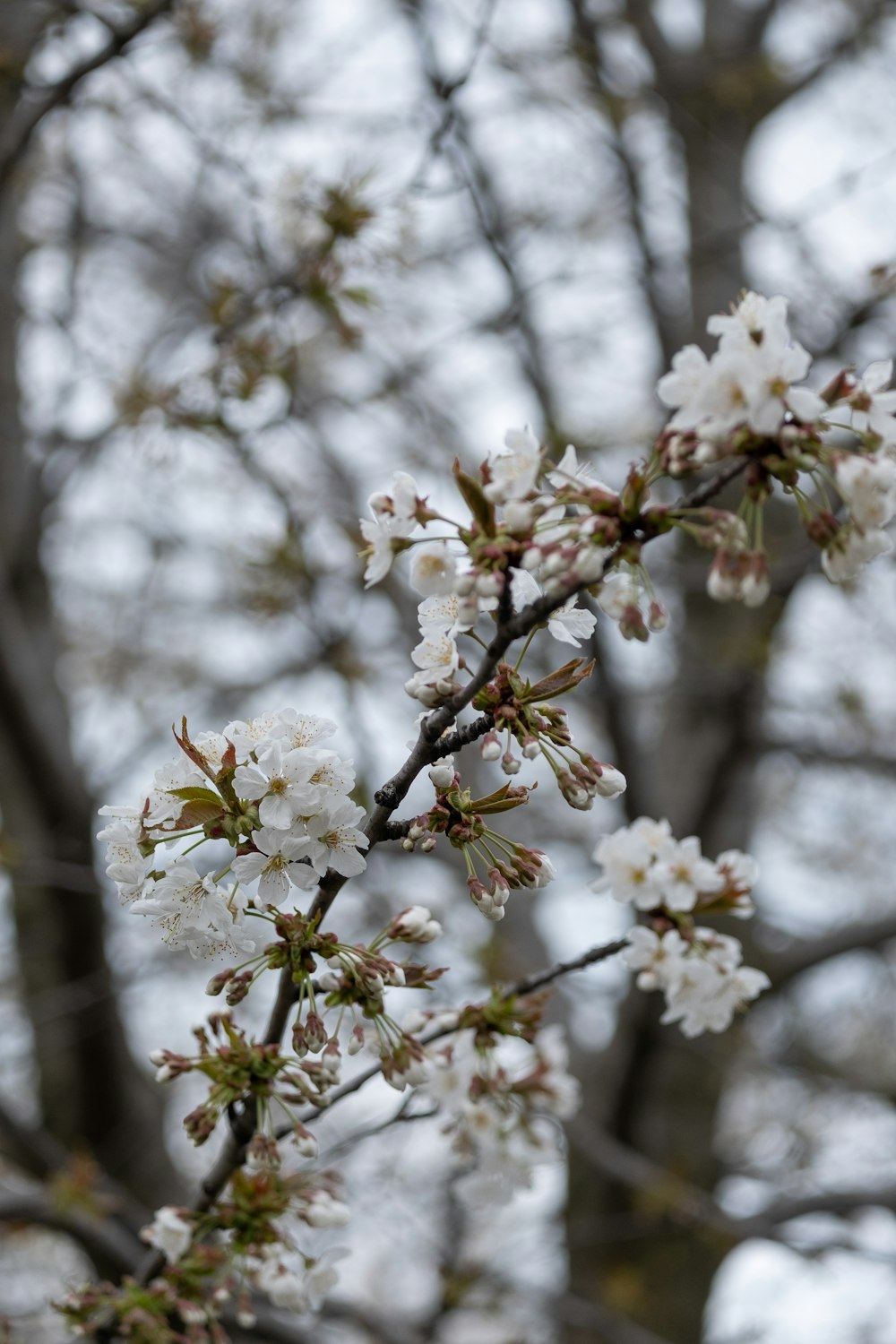 a branch of a tree with white flowers