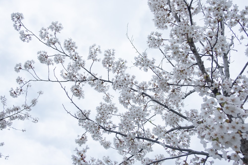 a tree with white flowers in front of a cloudy sky