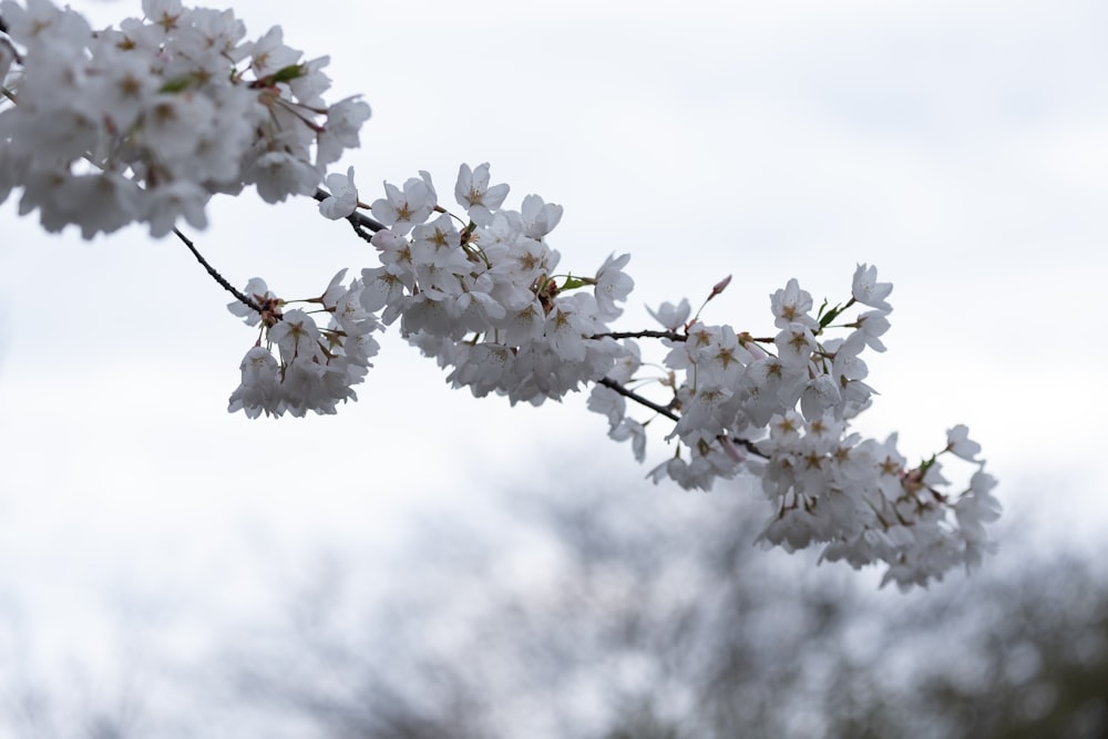 a branch of a tree with white flowers