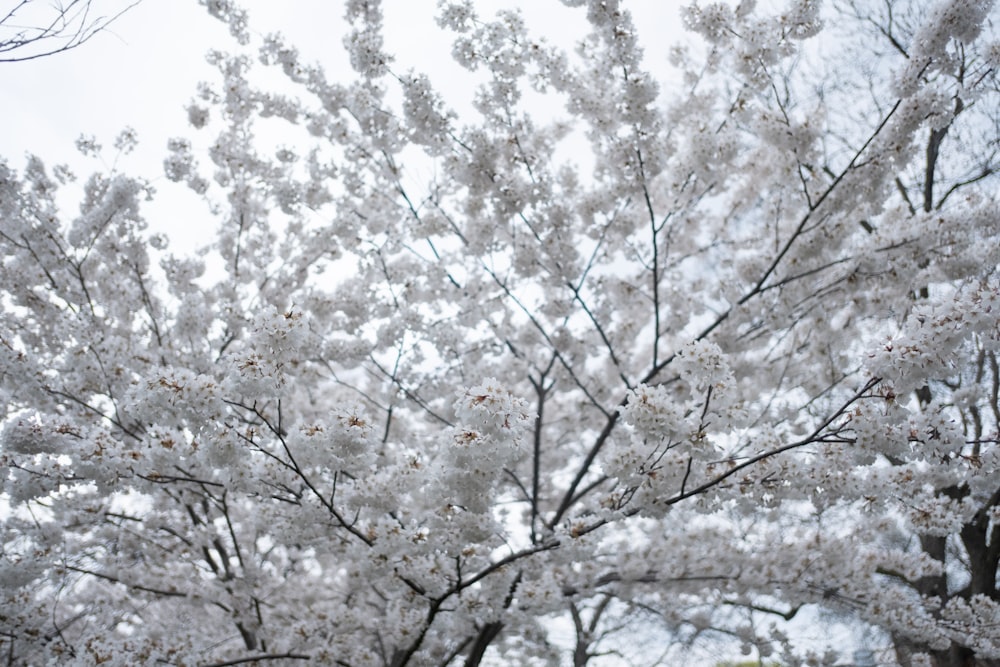 a tree with white flowers in a park