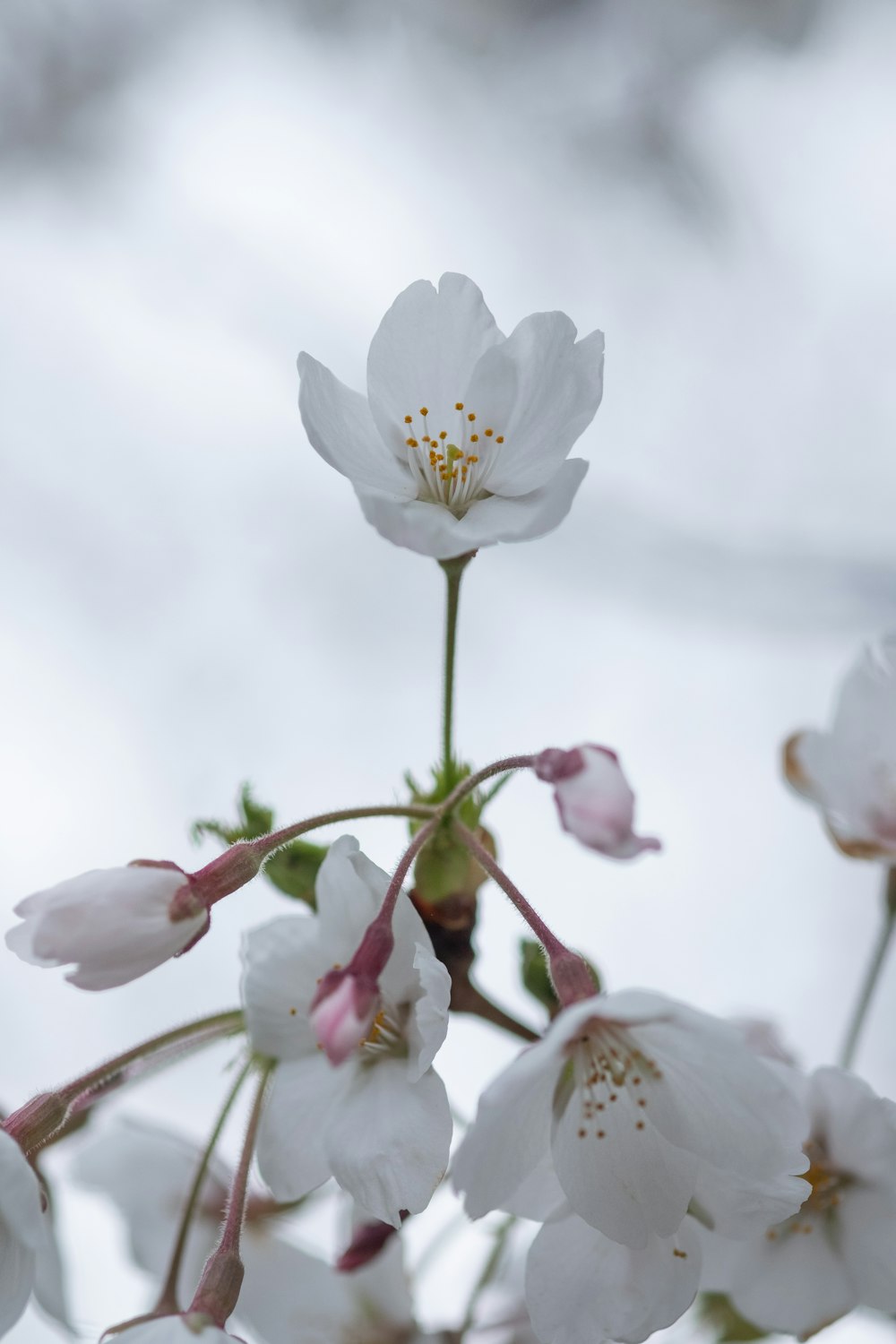 a close up of a white flower on a tree