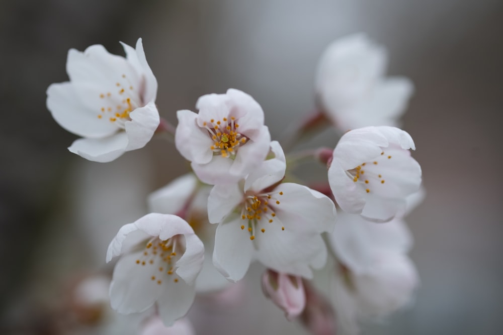 a close up of some white flowers on a tree