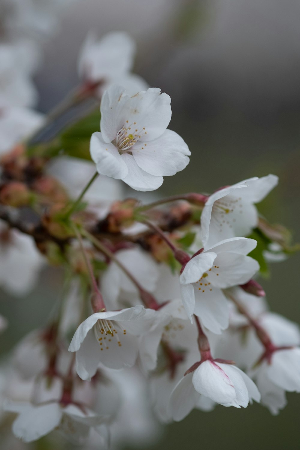 a close up of some white flowers on a tree