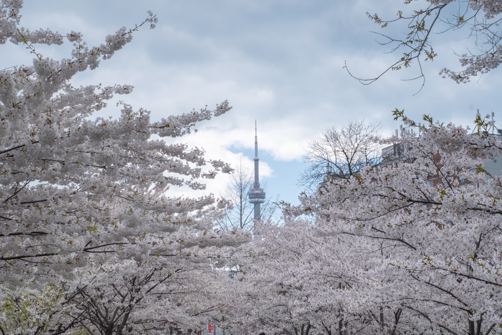 a view of a city with cherry trees in bloom