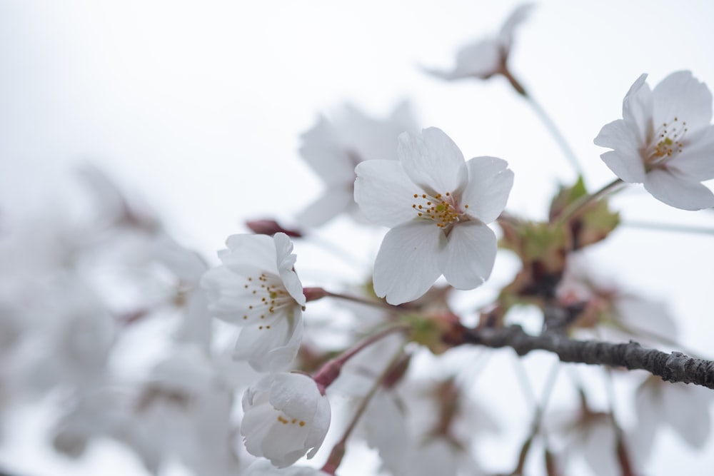 a close up of a branch with white flowers