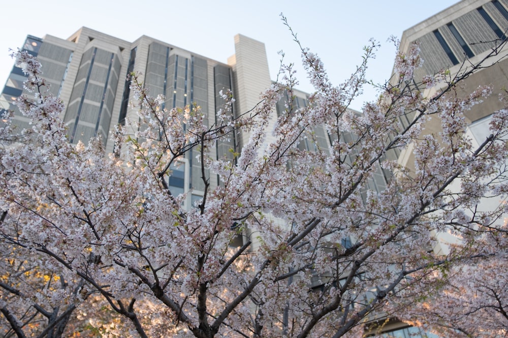 a tree with pink flowers in front of a building