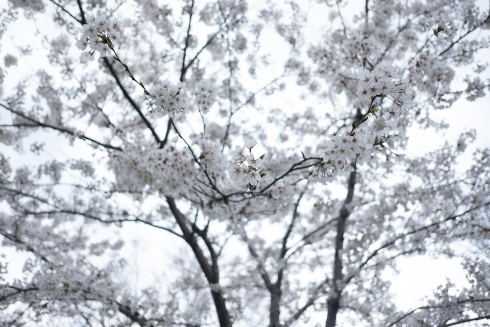 a picture of a tree with white flowers