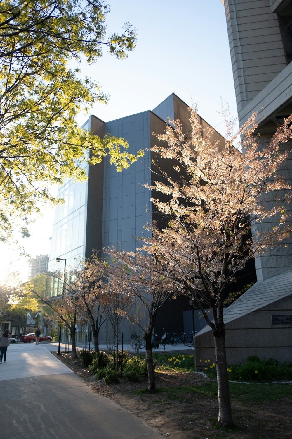 a tree in front of a large building