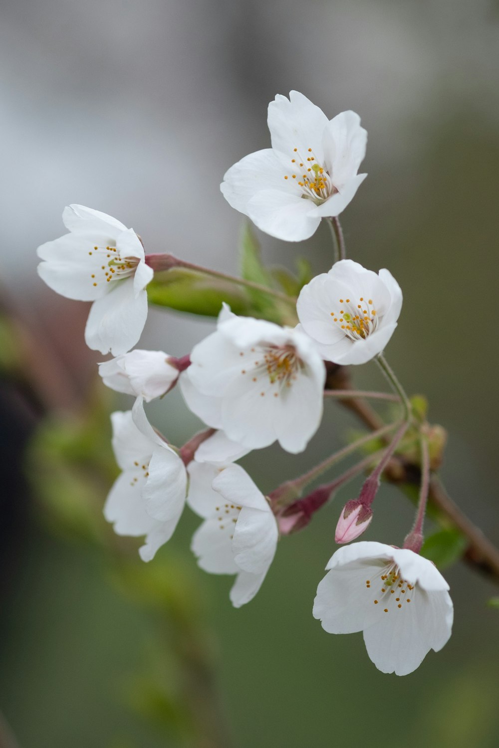 a close up of some white flowers on a branch