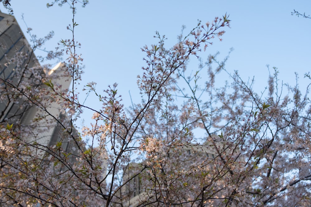 a bird is perched on a branch in front of a building