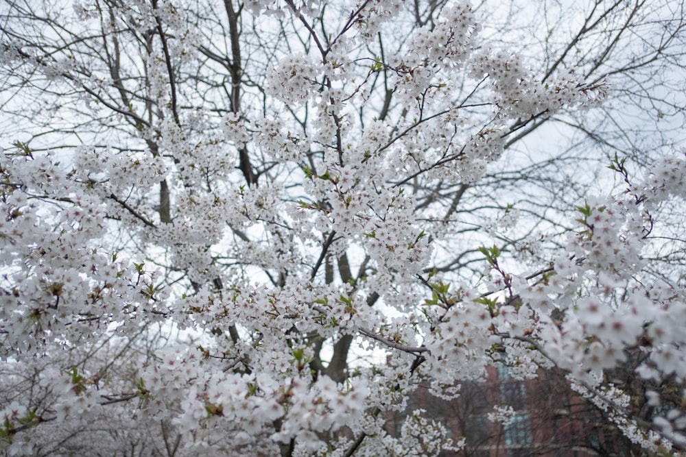 a tree with white flowers in front of a building