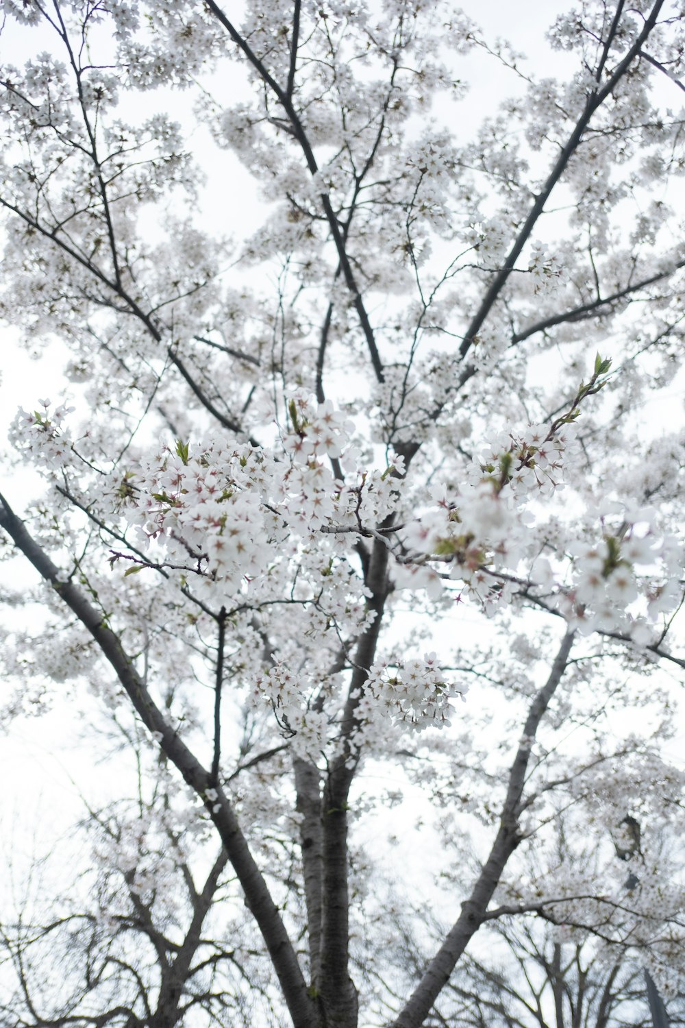 a tree with white flowers in a park