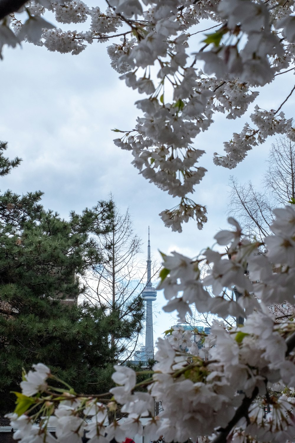 a tree with white flowers in front of a tower