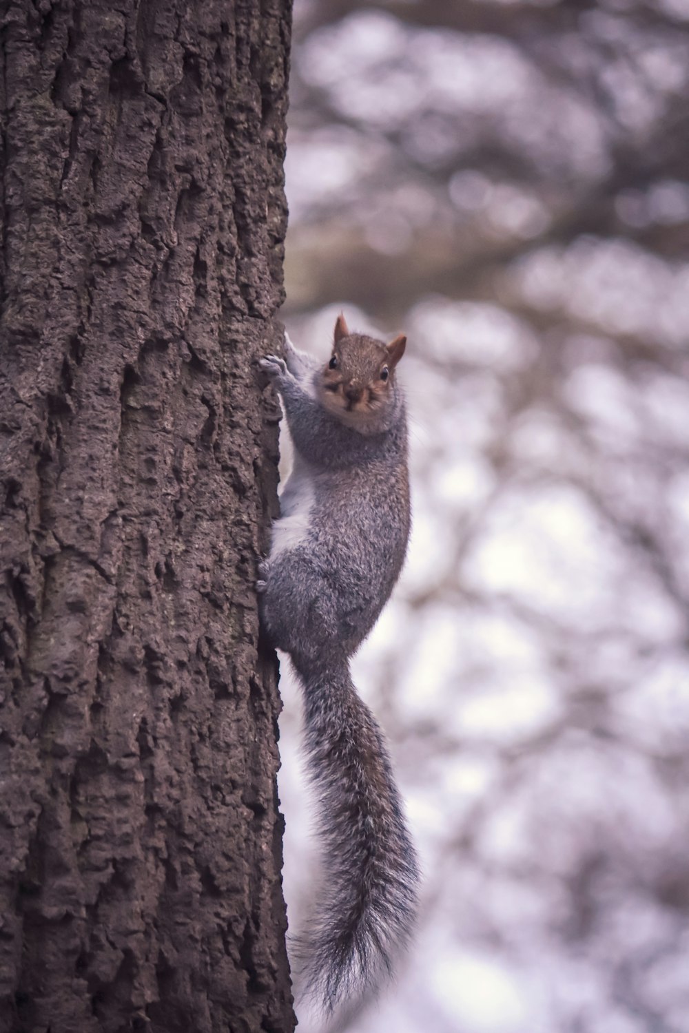 a squirrel climbing up the side of a tree