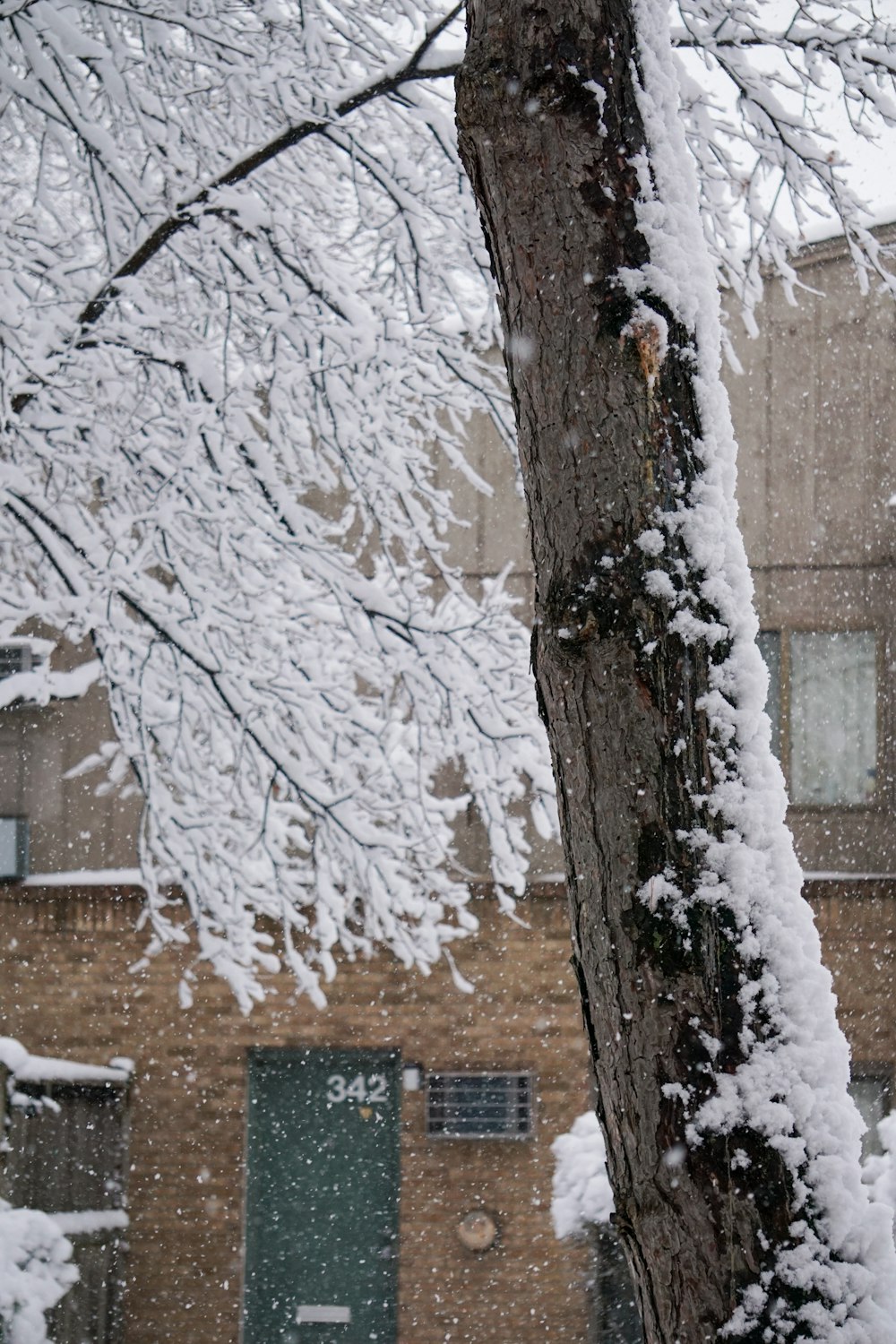 a snow covered tree in front of a building