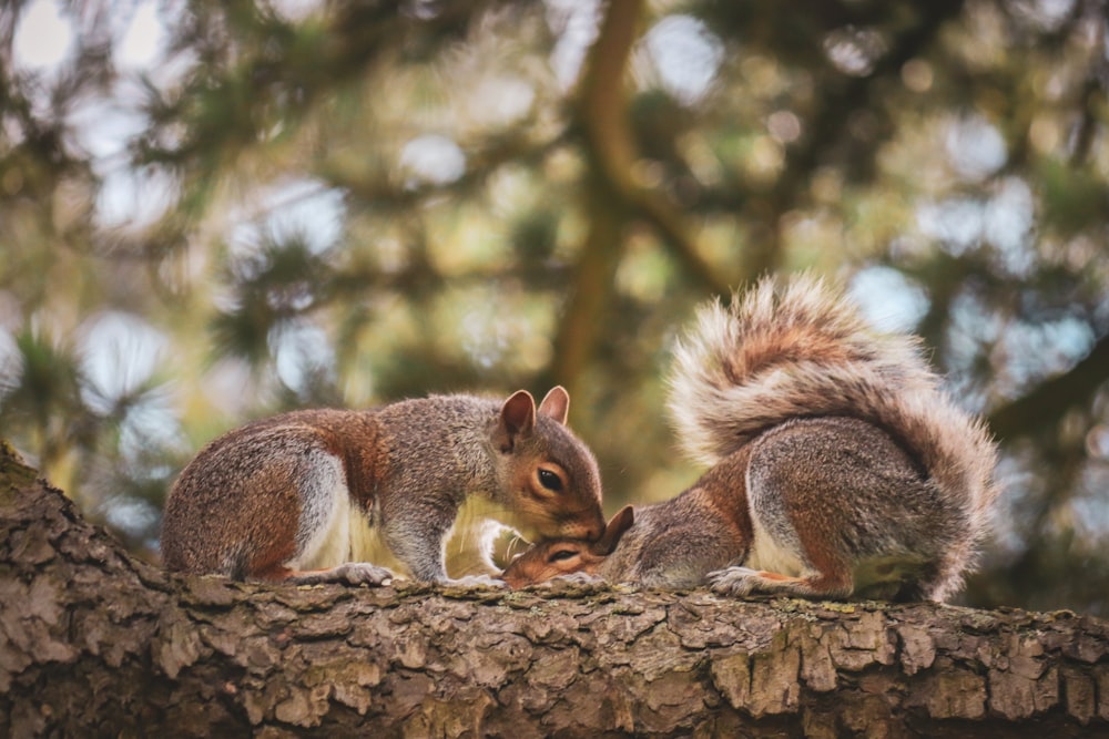 a couple of squirrels sitting on top of a tree branch