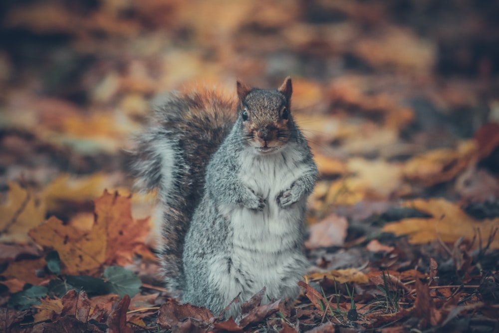 a squirrel standing on its hind legs in the leaves